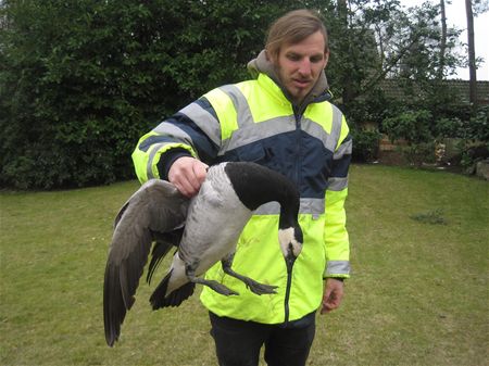 Tamme brandgans naar opvangcentrum