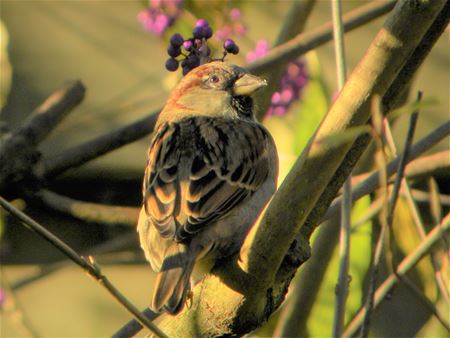 Tel je dit weekend ook de huismussen?