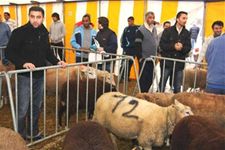 Tijdelijke slachtplaats bij Offerfeest