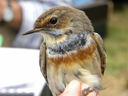 Trekvogels van hier en ginder (1)