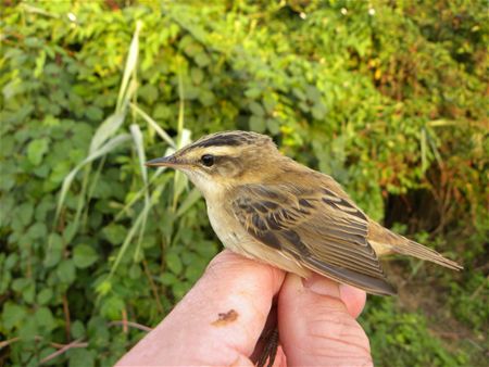 Trekvogels van hier en ginder (10)