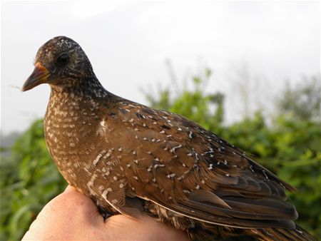 Trekvogels van hier en ginder (11)