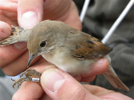 Trekvogels van hier en ginder (2)
