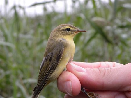 Trekvogels van hier en ginder (3)