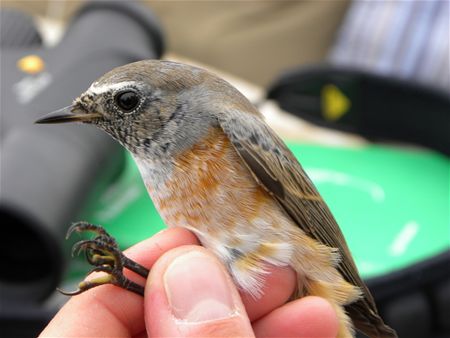 Trekvogels van hier en ginder (5)