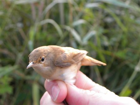 Trekvogels van hier en ginder (6)