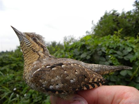 Trekvogels van hier en ginder (8)