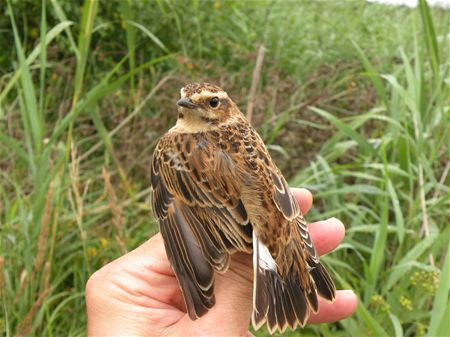 Trekvogels van hier en ginder (9)