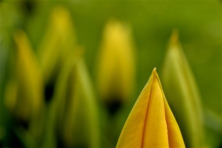 Tuinbloemen staan in bloei