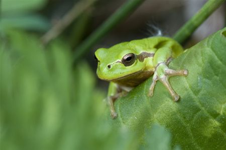 Uniek: boomkikker gespot in Heusden-Zolder