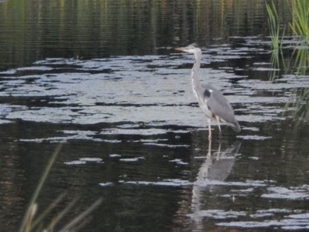 Vakantiegroeten uit Blankenberge