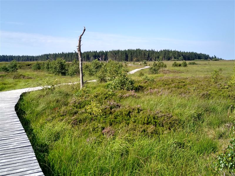 Vakantiegroeten uit de Hoge Venen