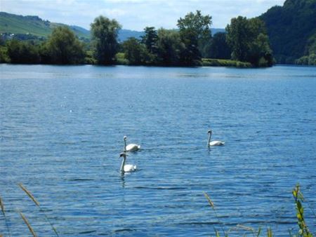 Vakantiegroeten uit de Moezelstreek