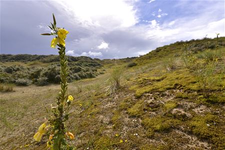 Vakantiegroeten uit De Panne