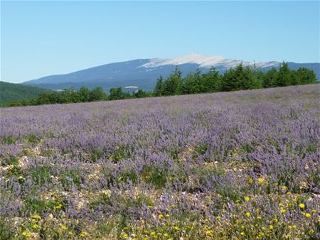 Vakantiegroeten uit ... de Provence