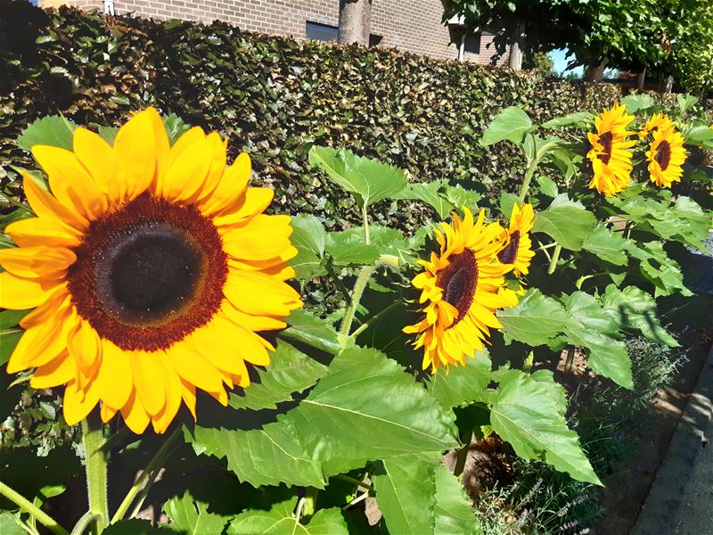 Vakantiegroeten uit Heusden-Zolder