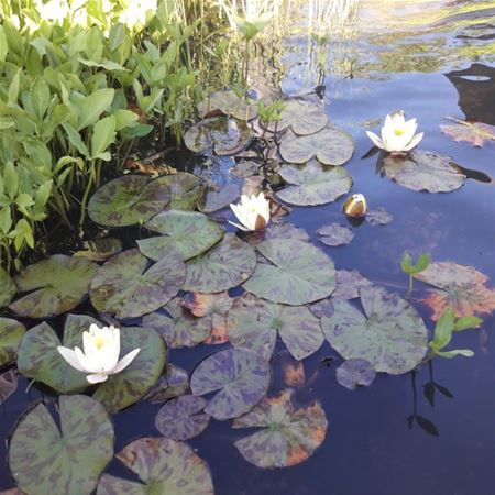 Vakantiegroeten uit Meerhout