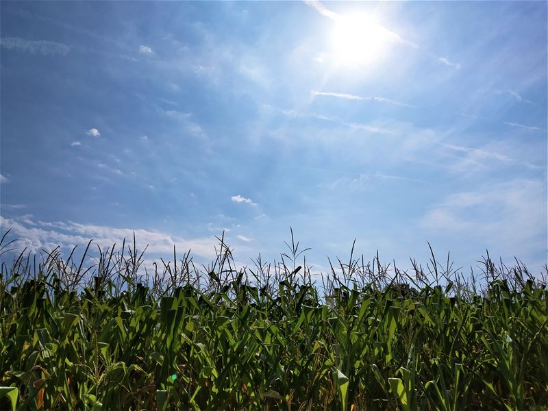 Vakantiegroeten uit Nieuwenhoven