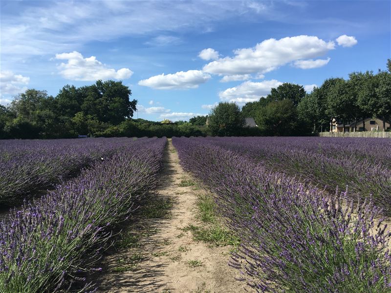 Vakantiegroeten uit Stokrooie