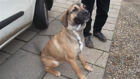 Van wie is deze hond?