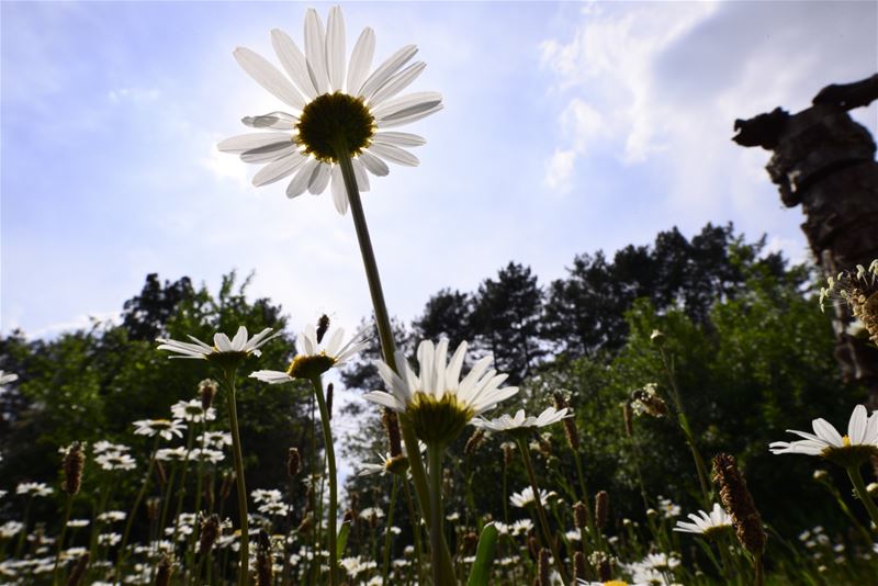 Vanavond begint de zomer