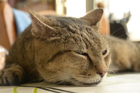 Vergeet de dieren niet ...