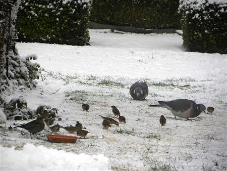 Vergeet de vogels niet