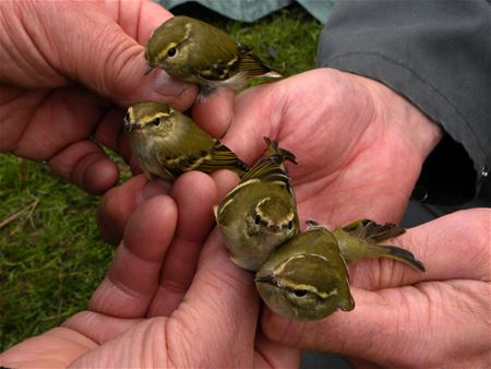 Vier koningen uit het noorden