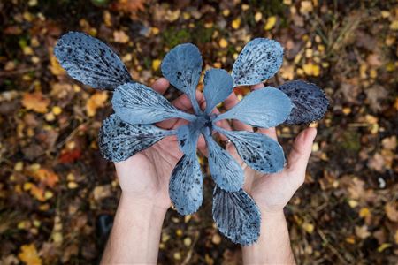 Viriditas: een lente-expo in De Mijlpaal