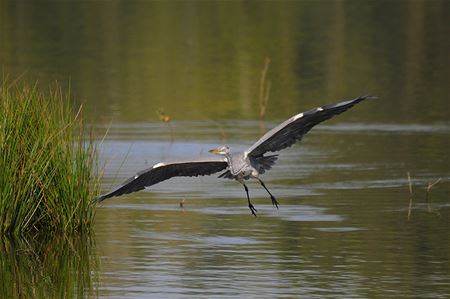 Vogels en sporen zoeken rond Mangelbeek