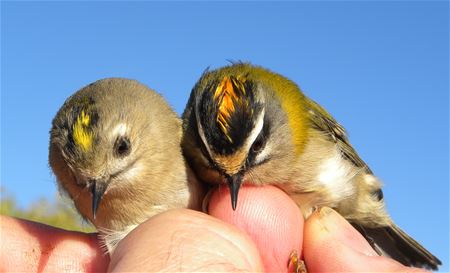 Vogels hebben niet veel zin in 'de trek'