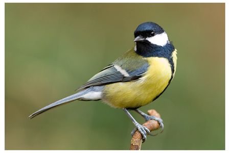 Vogels voeren en beloeren