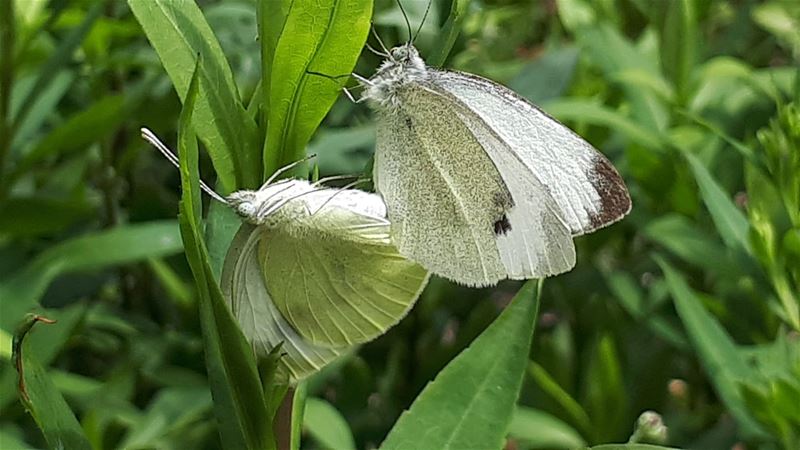 Voor de toekomst van de soort ...