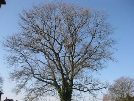 Voor en na het kappersbezoek