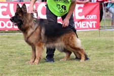 Voorlopig geen hondensport meer