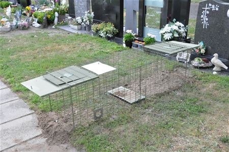 Vos bedreigt graven op kerkhof Bolderberg