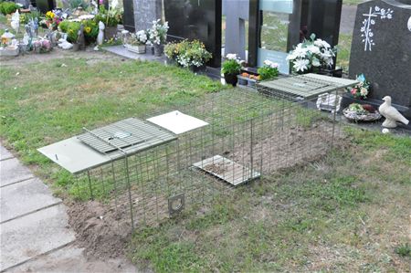 Vos bedreigt graven op kerkhof Bolderberg