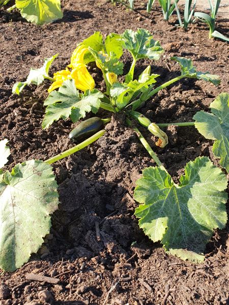 Vriend en vijand in de dorpstuintjes