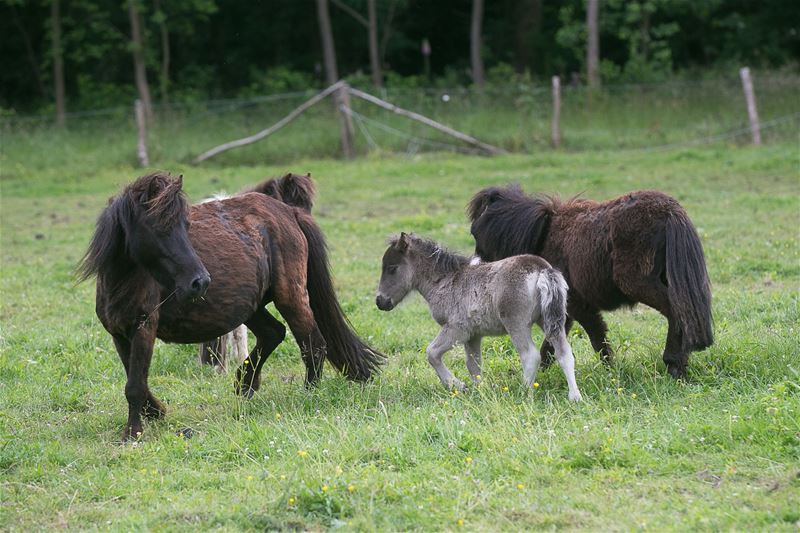 VZOC: 5.159 dieren opgevangen, 103 paarden