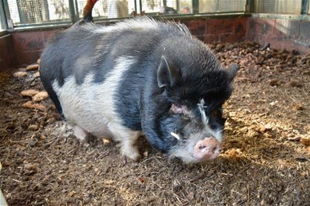 VZOC krijgt meeste Vlaamse geld voor opvang