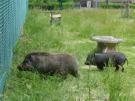 VZOC voor het eerst even varkensvrij