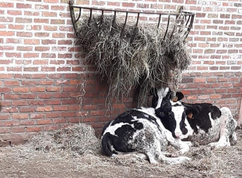 VZOC zoekt adoptie voor 8 kalveren