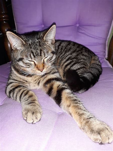 Waar is mijn baasje?