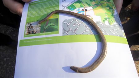 Wandelaars vinden hazelworm