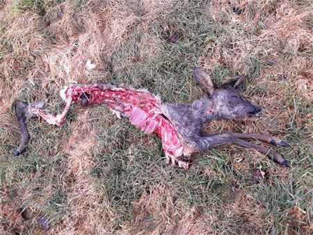 Was hier een wolf aan het werk?