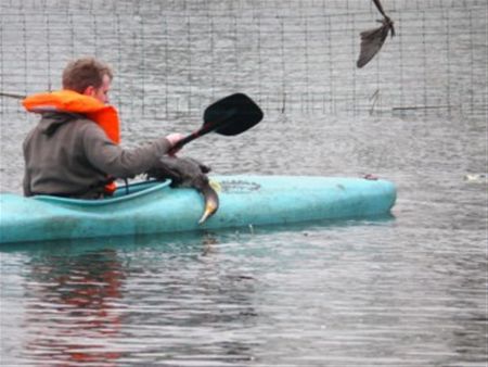 Watervogels in nood door nylon draden