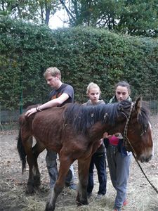 Weer verwaarloosde paarden in beslag genomen