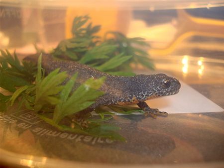 Welke salamander is dit?