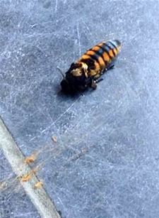 Wie kent dit diertje?