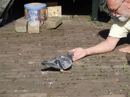 Wie mist een wedstrijdduif?